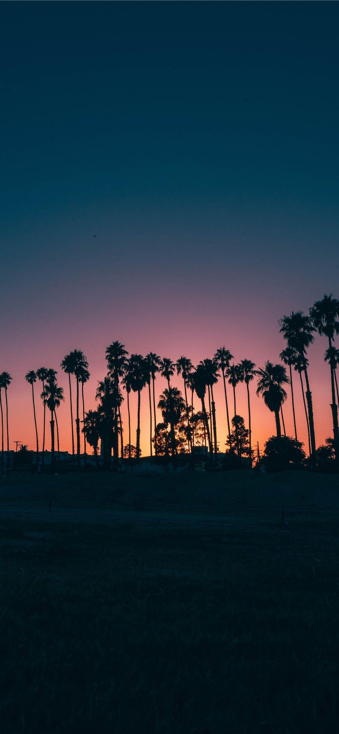 1125x2436 palm trees during sunset Wallpaper. Sunset wallpaper, Tree sunset wallpaper, iPhone wallpaper sky
