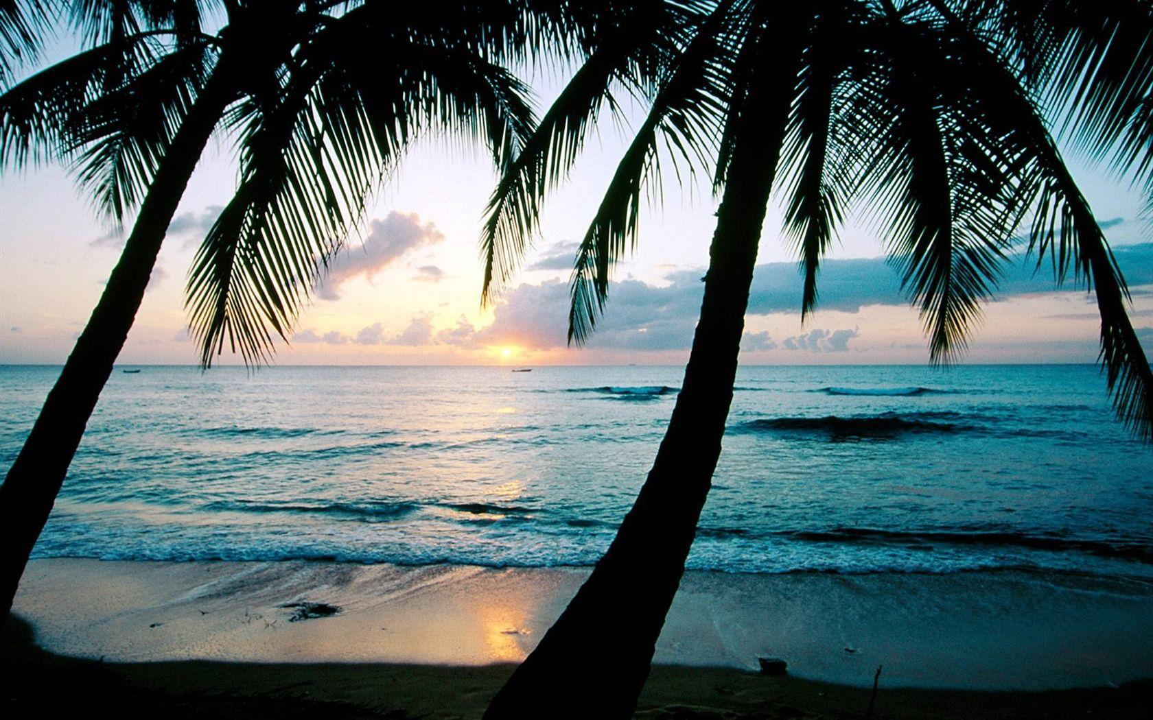 1680x1050 Free download Palm tree sunset wallpaper 1 Landscape Wallpaper V3 Wallpaper [1680x1050] for your Desktop, Mobile & Tablet. Explore Palm Tree Wallpaper for Walls. Tree Wallpaper Canada, Tree Wallpaper