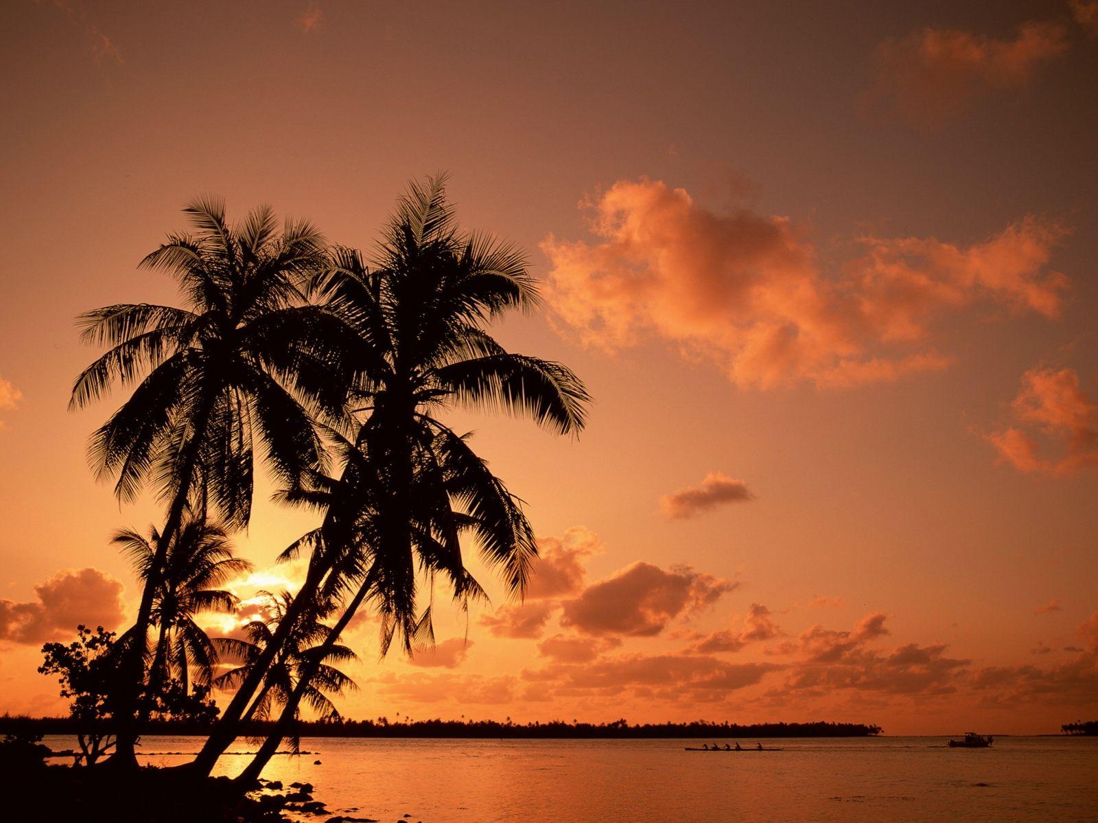 1600x1200 Palms and sunset wallpaper. Palms and sunset