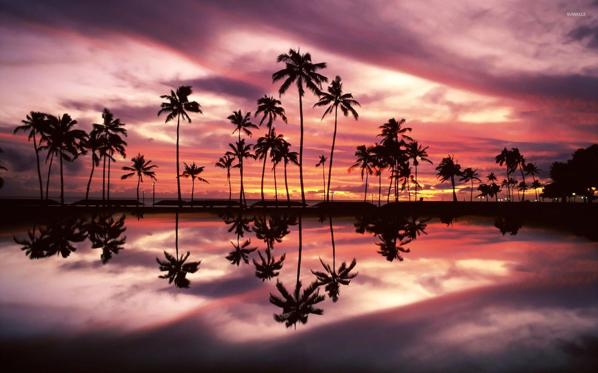 1920x1200 Palm Tree Sunset Wallpaper Desktop .