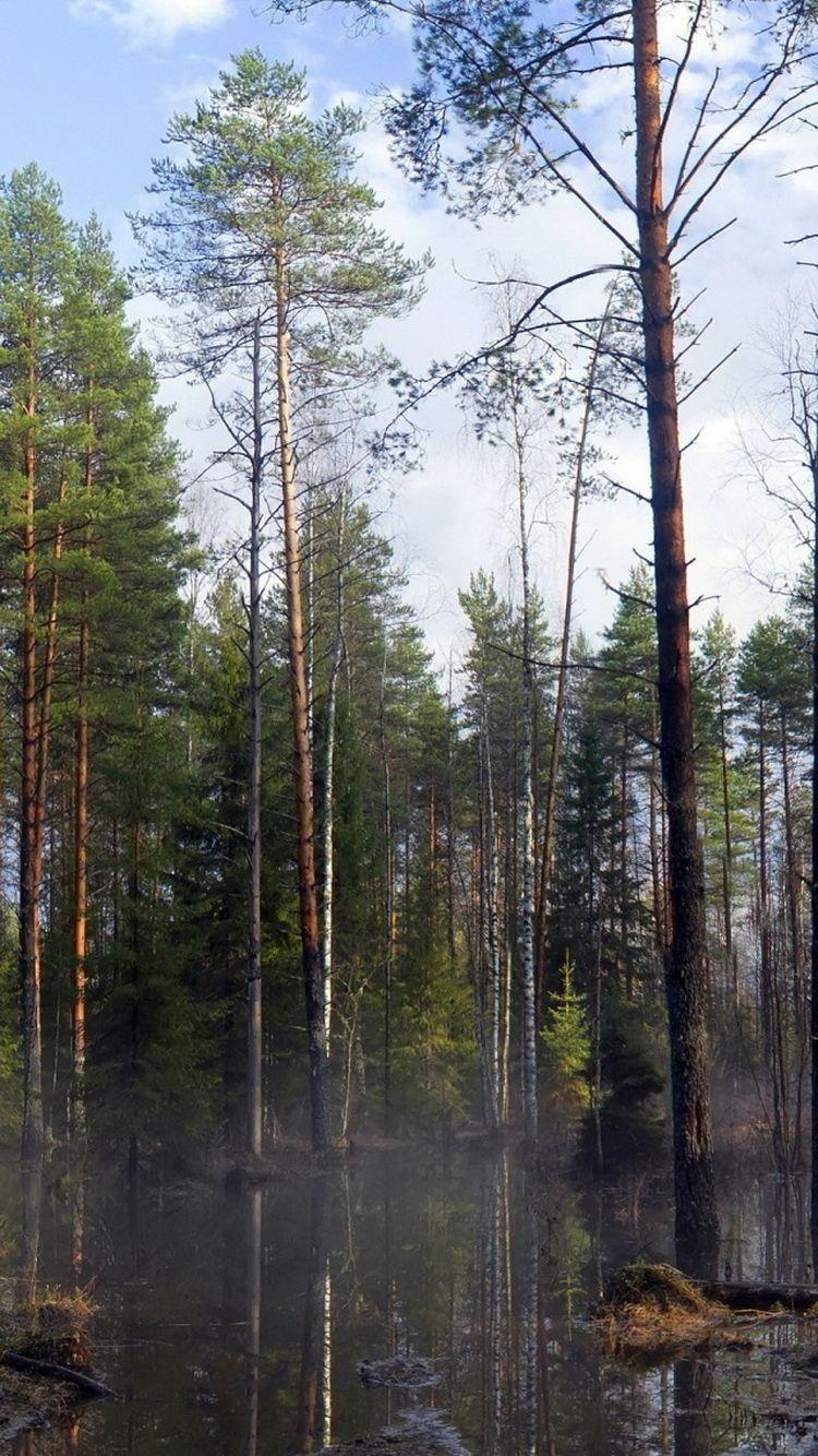 750x1334 Forest Trees Morning Mist iPhone 6 Wallpaper HD