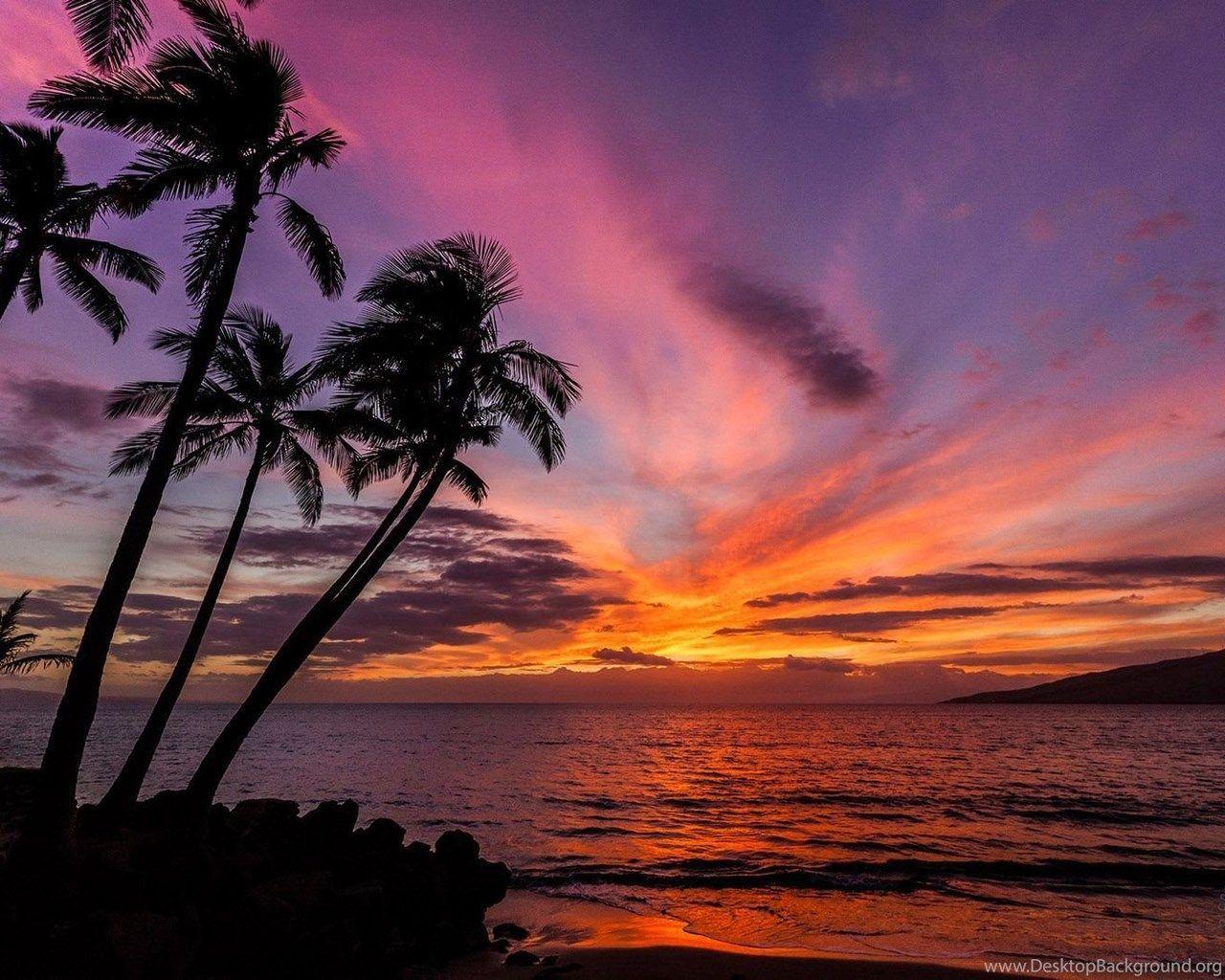 1280x1024 Palm Trees Sunset Wallpaper HD Free Download Desktop Background