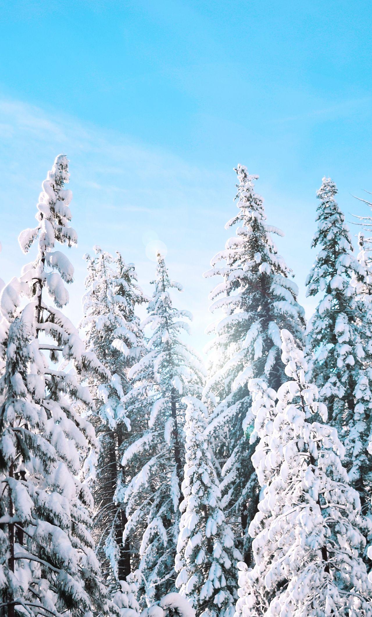 1280x2120 Download 1280x2120 wallpaper yosemite, national park, frozen trees, snow, winter, iphone 6 plus, 1280x2120 HD image, background, 529
