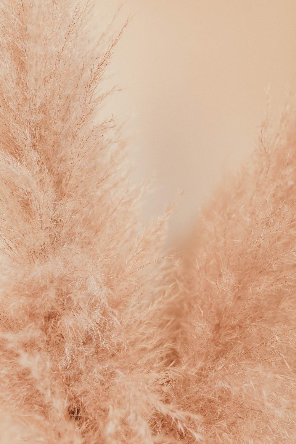 1000x1500 Girly Wallpaper: Free HD Download [HQ]