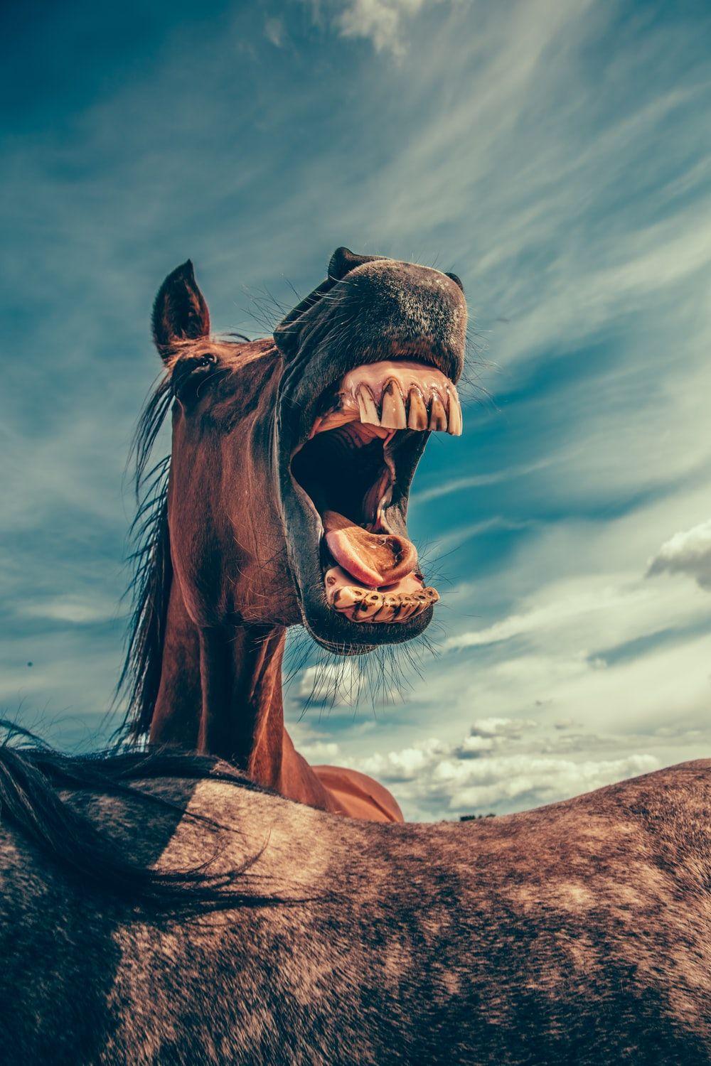 1000x1500 Funny Wallpaper: Free HD Download [HQ]