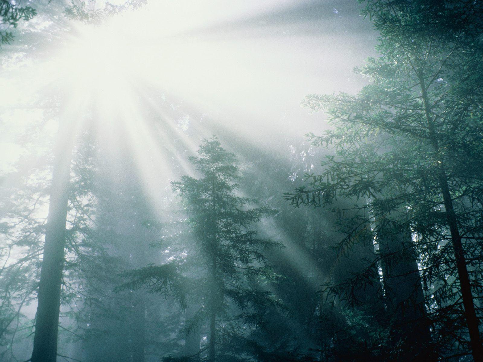 1600x1200 HD widescreen wallpaper: Fun Desktop Nature Wallpaper