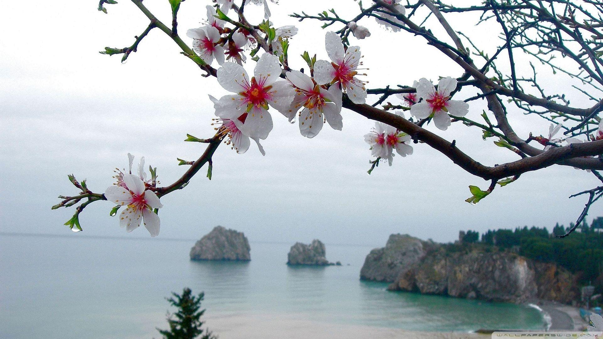 1920x1080 Spring Wallpaper HD download free