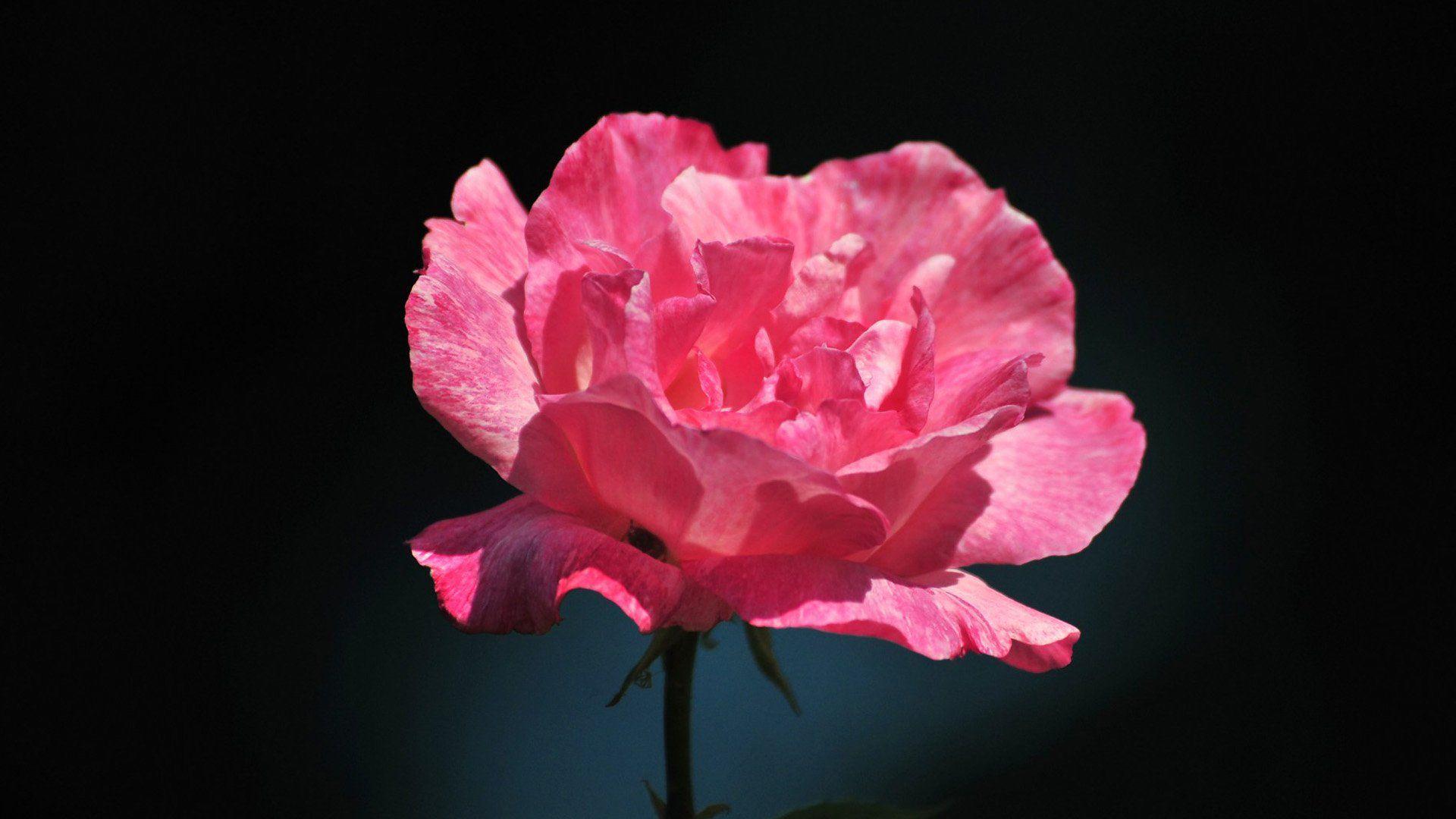 1920x1080 Free download Pink roses on a black background Wallpaper Rose Flower image Rose [1920x1080] for your Desktop, Mobile & Tablet. Explore Pink and Black Rose Wallpaper. Pink and Black