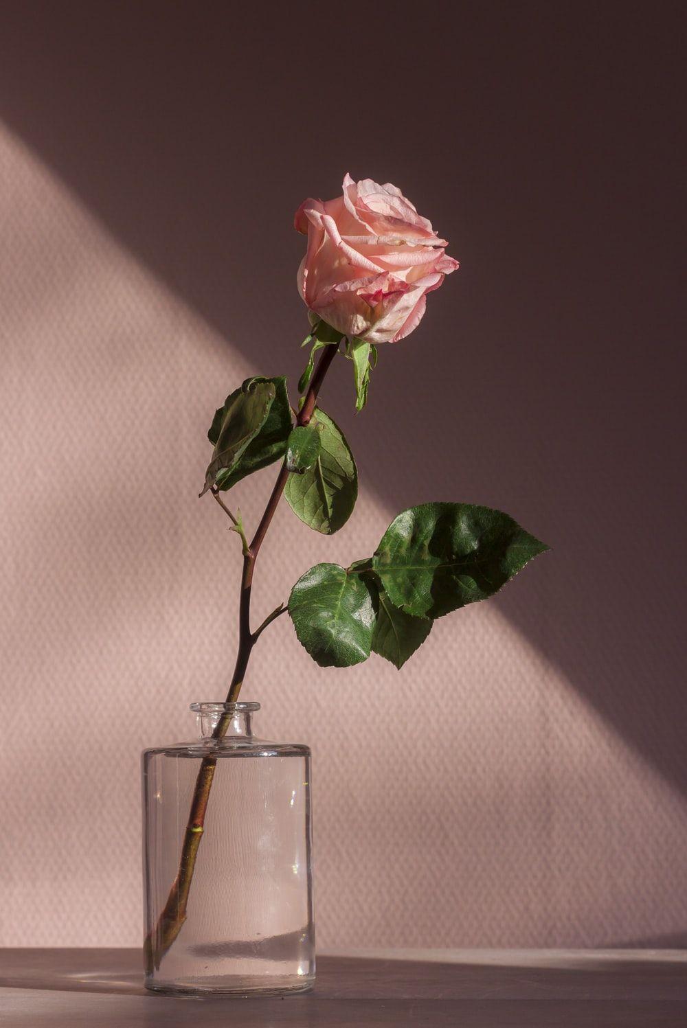 1000x1497 Rose Wallpaper: Free HD Download [HQ]