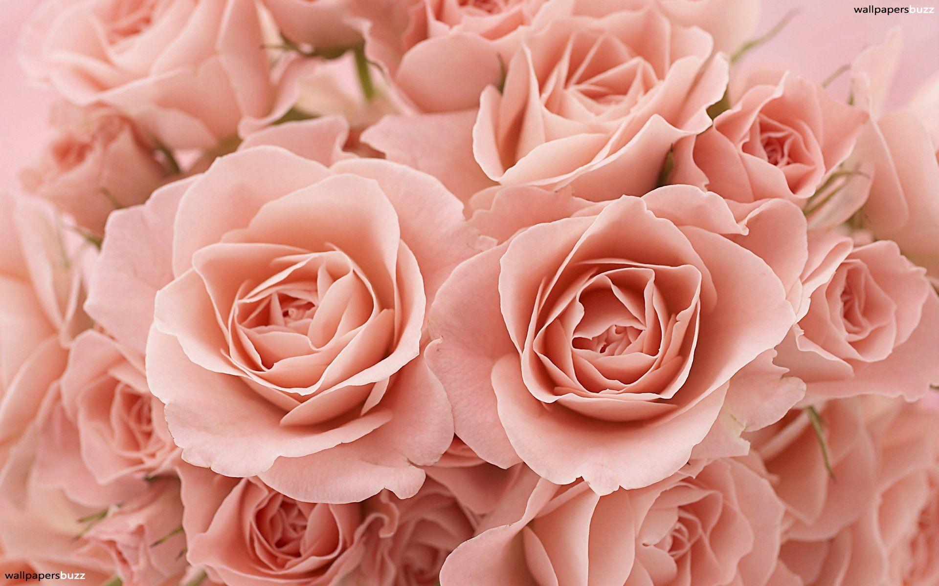 1920x1200 Pink Rose Wallpaper HD