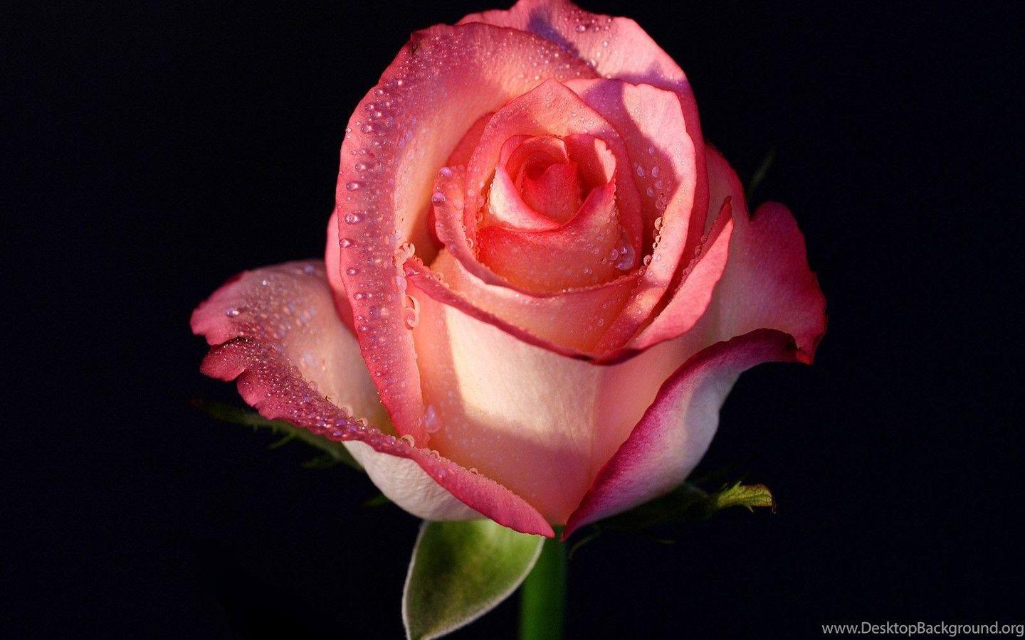 1440x900 Pink Rose Wallpaper Desktop Background