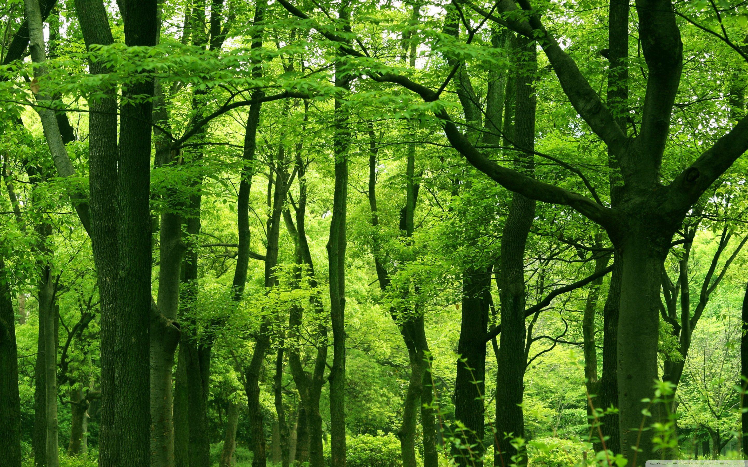 Kerala Forest Wallpapers Top Free Kerala Forest Backgrounds