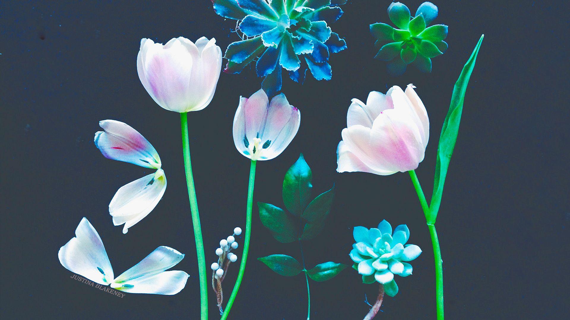 1920x1080 Spring on Screen: Desktop Wallpaper