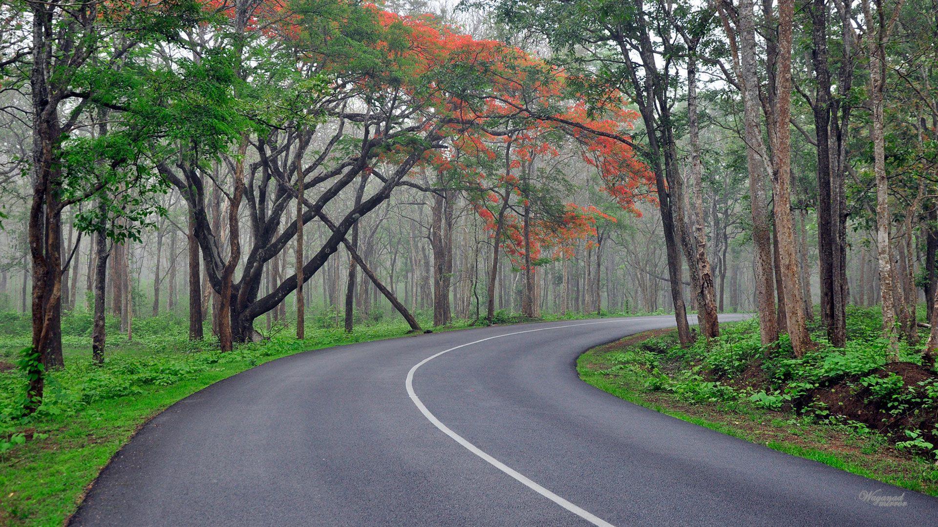 Kerala Forest Wallpapers - Top Free Kerala Forest Backgrounds