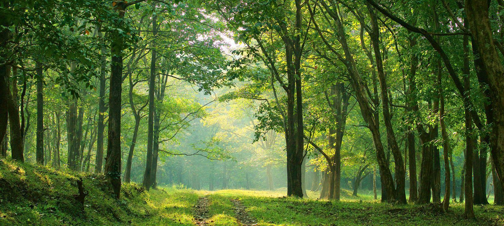 Kerala Forest Wallpapers - Top Free Kerala Forest Backgrounds ...