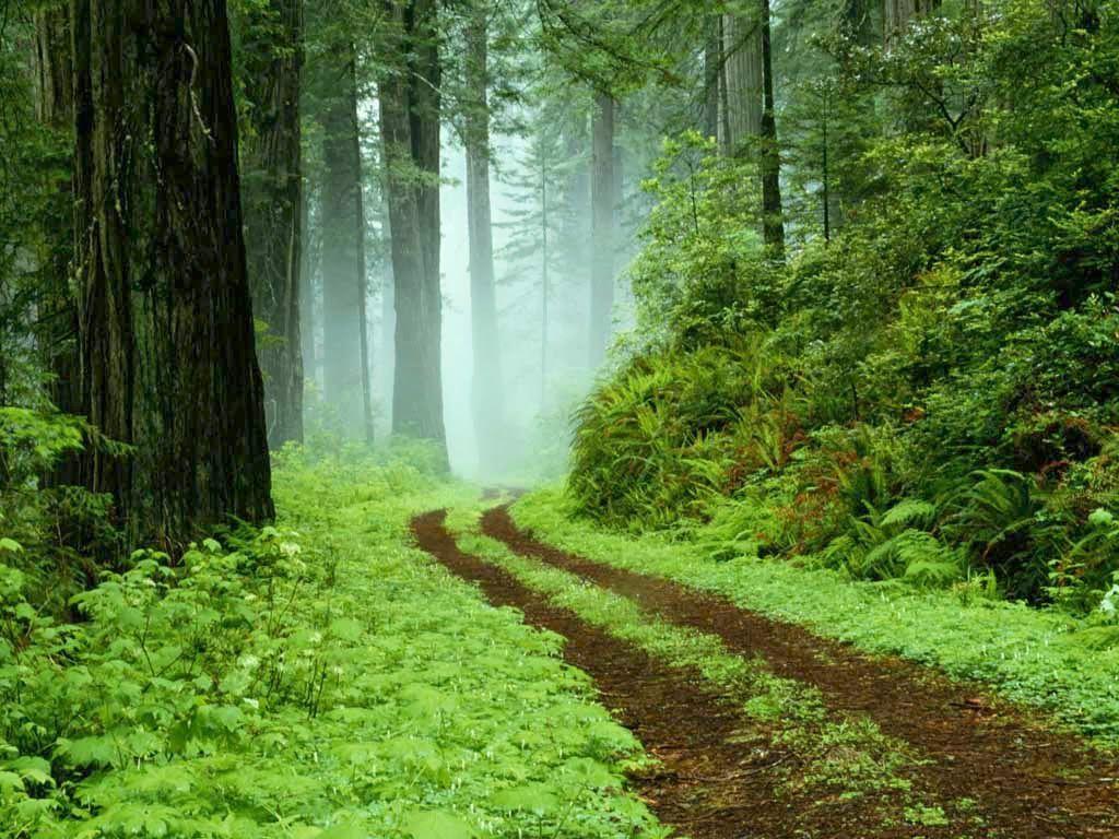 1024x768 Kerala Tourism Destination Route Map. Forest, Nature, Forest path