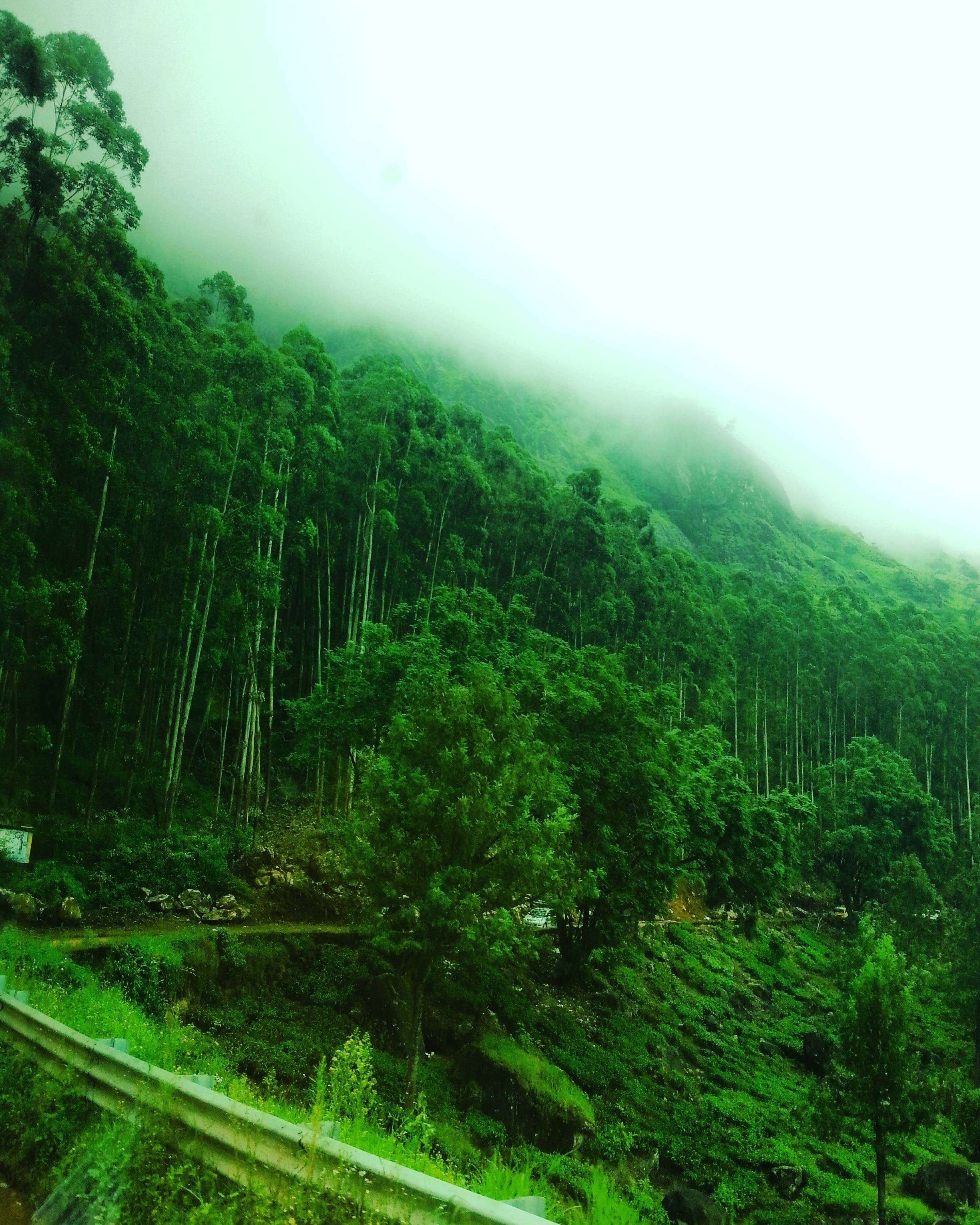 2448x3060 Kerala Nature 4k Wallpaper