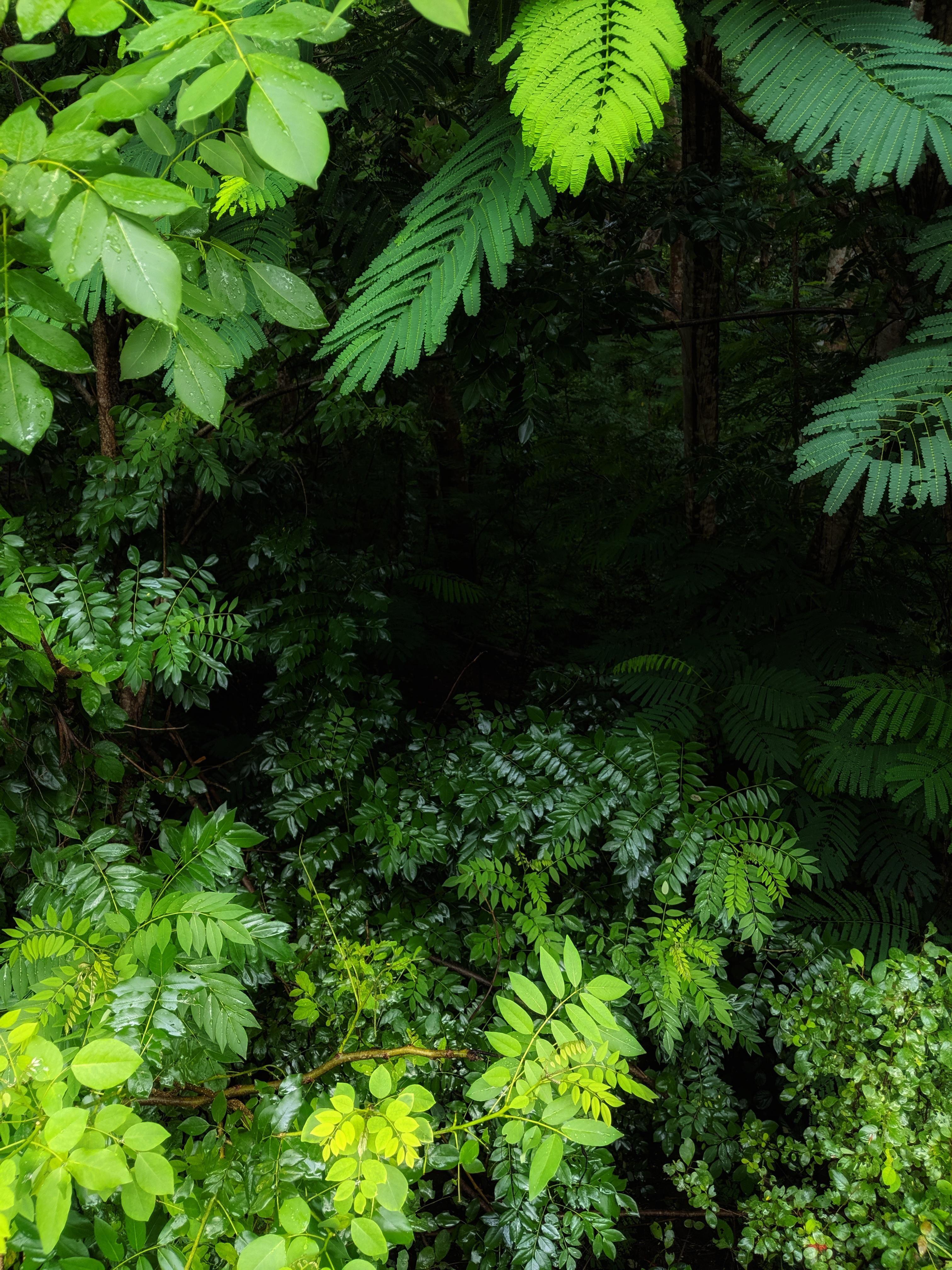 3024x4032 Rain forest Kerala India [OC] 3024 4032 #Music #IndieArtist #Chicago. Forest photography, Landscape photography, Forest plants