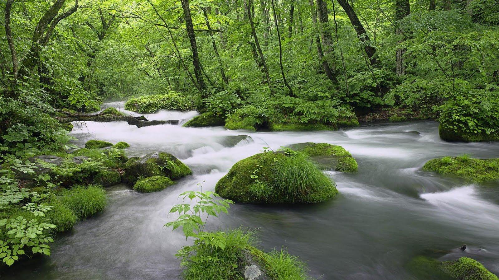 1600x900 Wallpaper Nature In Kerala Forest Bg
