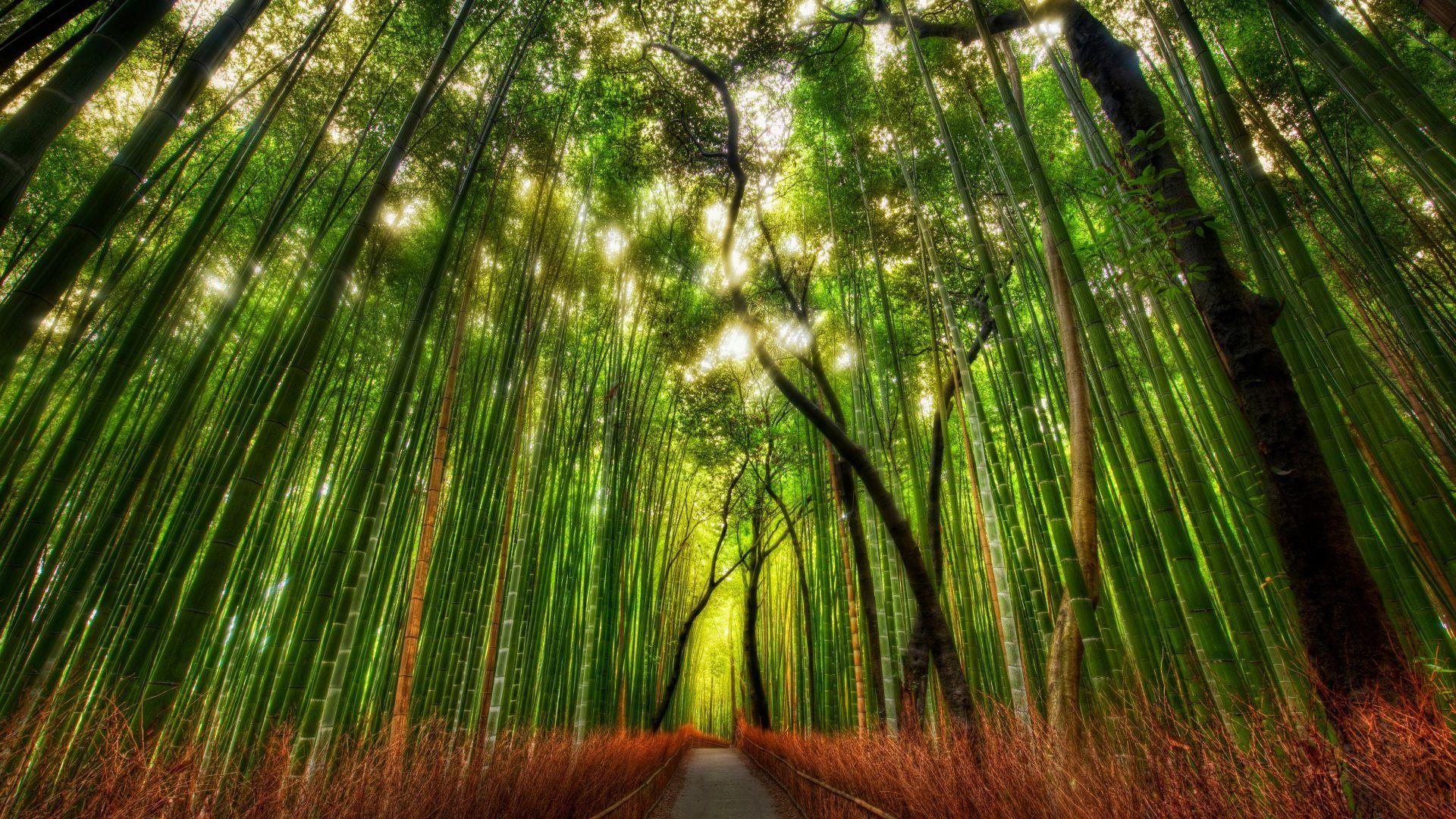 Kerala Forest Wallpapers Top Free Kerala Forest Backgrounds