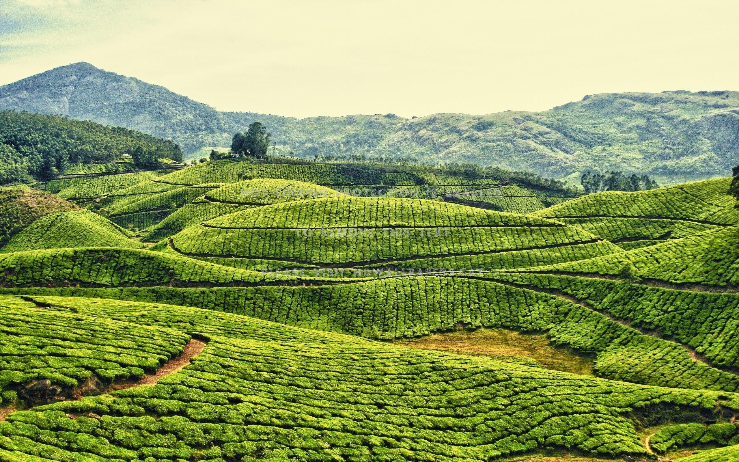 2560x1600 tea plantation kerala india mountain green