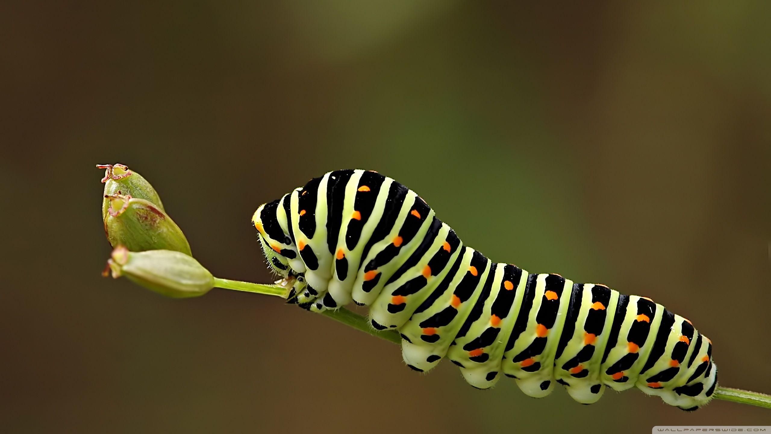 Caterpillar insect