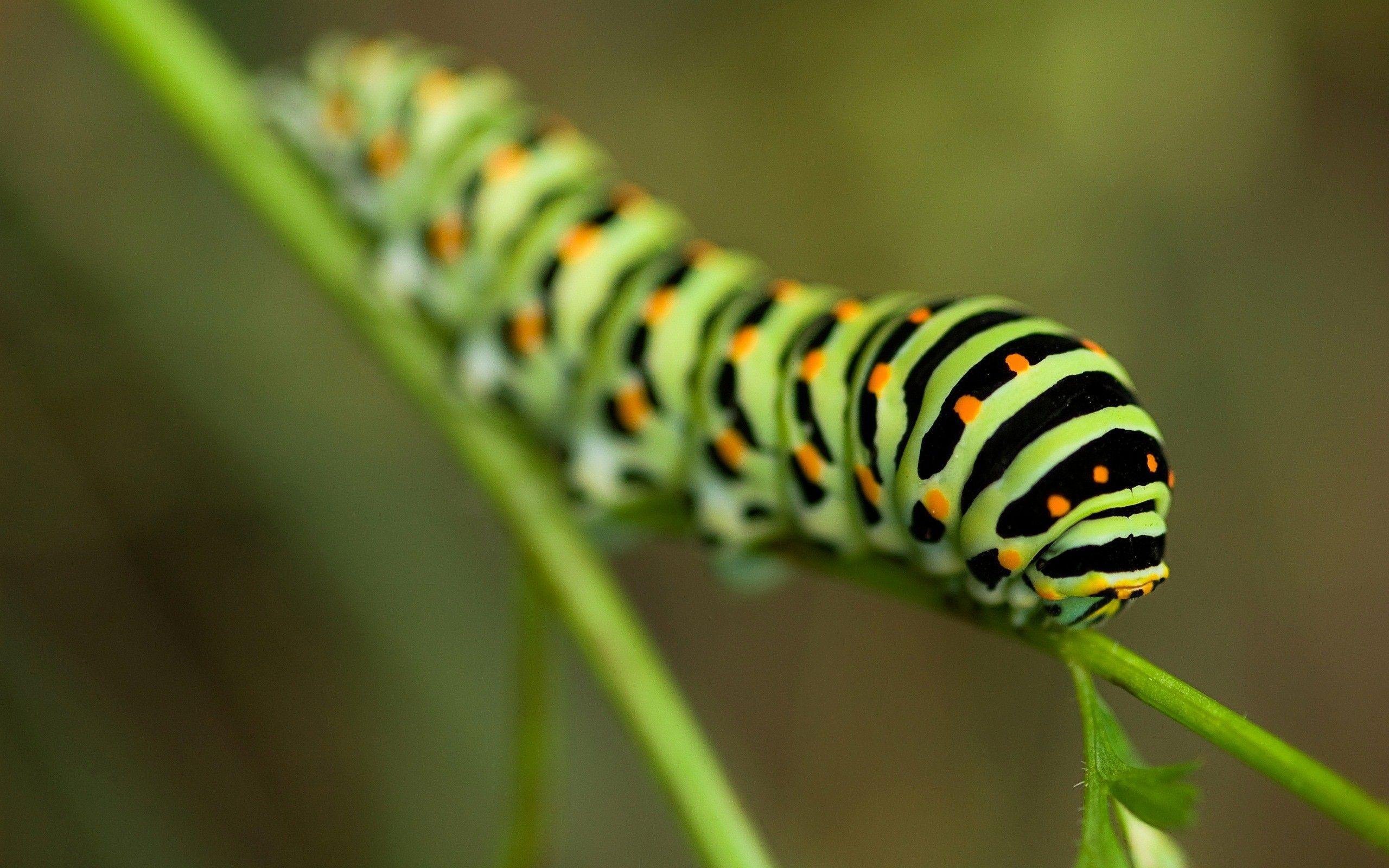 Caterpillar Insect Wallpapers - Top Free Caterpillar Insect Backgrounds -  WallpaperAccess