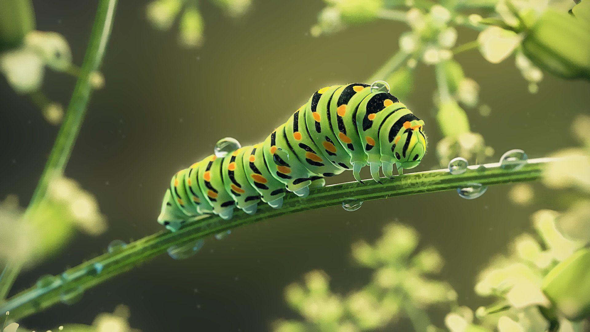 40 Caterpillar Logo Wallpaper  WallpaperSafari