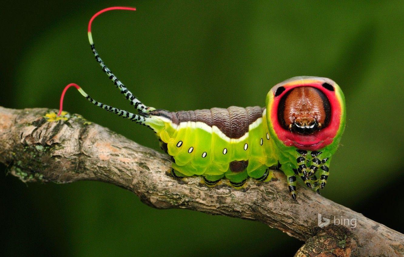 Caterpillar Insect Wallpapers - Top Free Caterpillar Insect Backgrounds