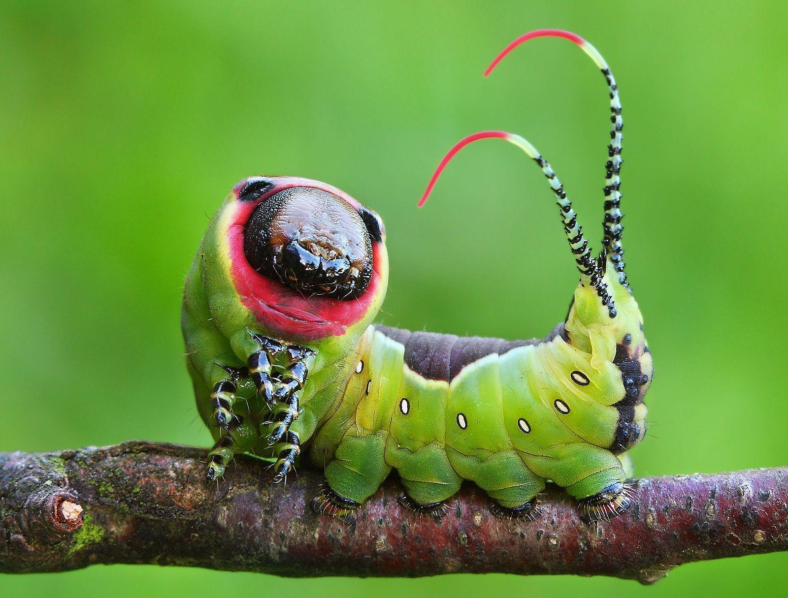 Caterpillar Insect Wallpapers - Top Free Caterpillar Insect Backgrounds