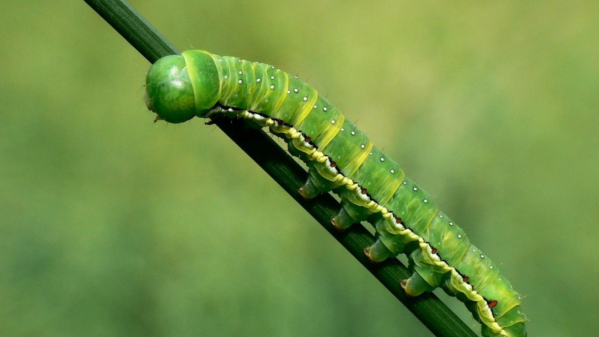 Caterpillar Insect Wallpapers - Top Free Caterpillar Insect Backgrounds