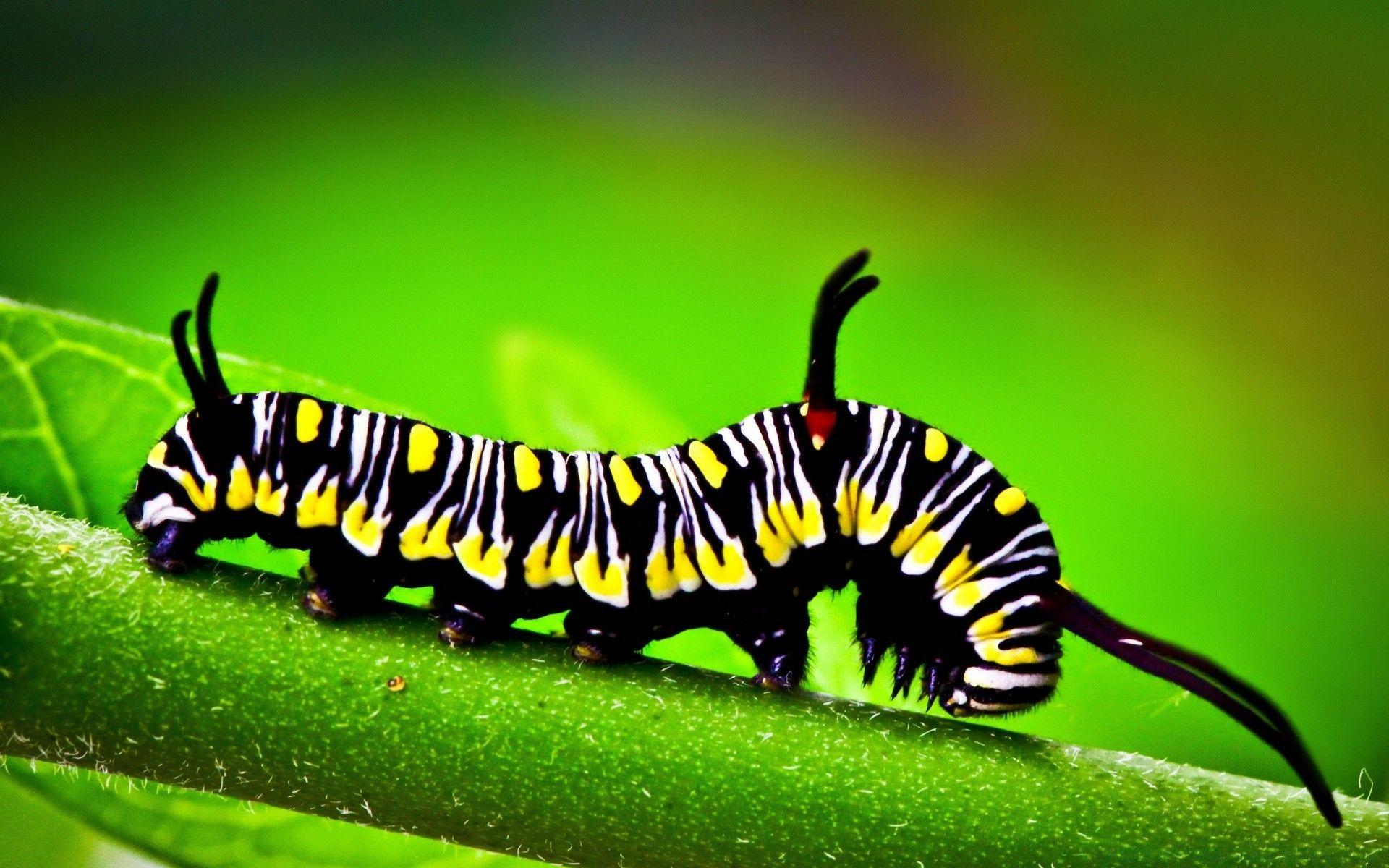 Caterpillar Insect Wallpapers - Top Free Caterpillar Insect Backgrounds