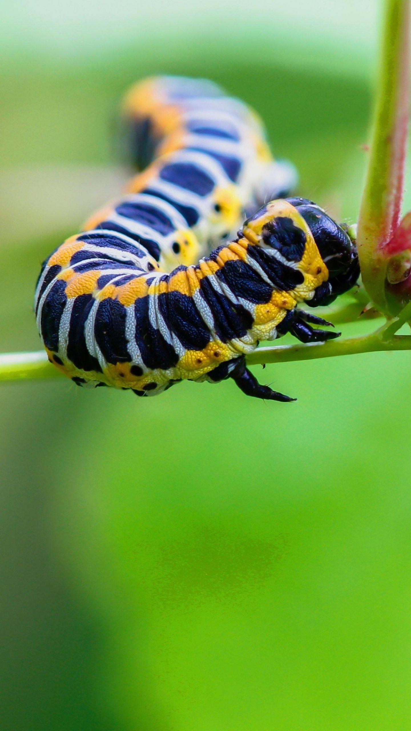 Caterpillar Insect Wallpapers - Top Free Caterpillar Insect Backgrounds