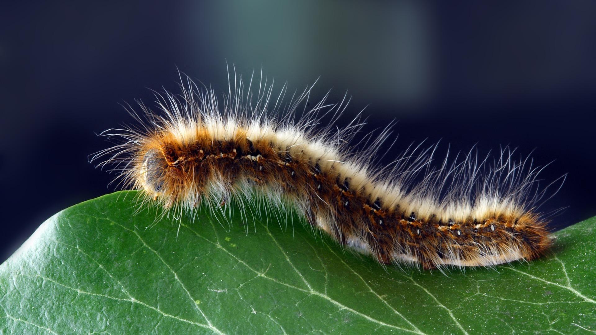 Caterpillar Insect Wallpapers - Top Free Caterpillar Insect Backgrounds