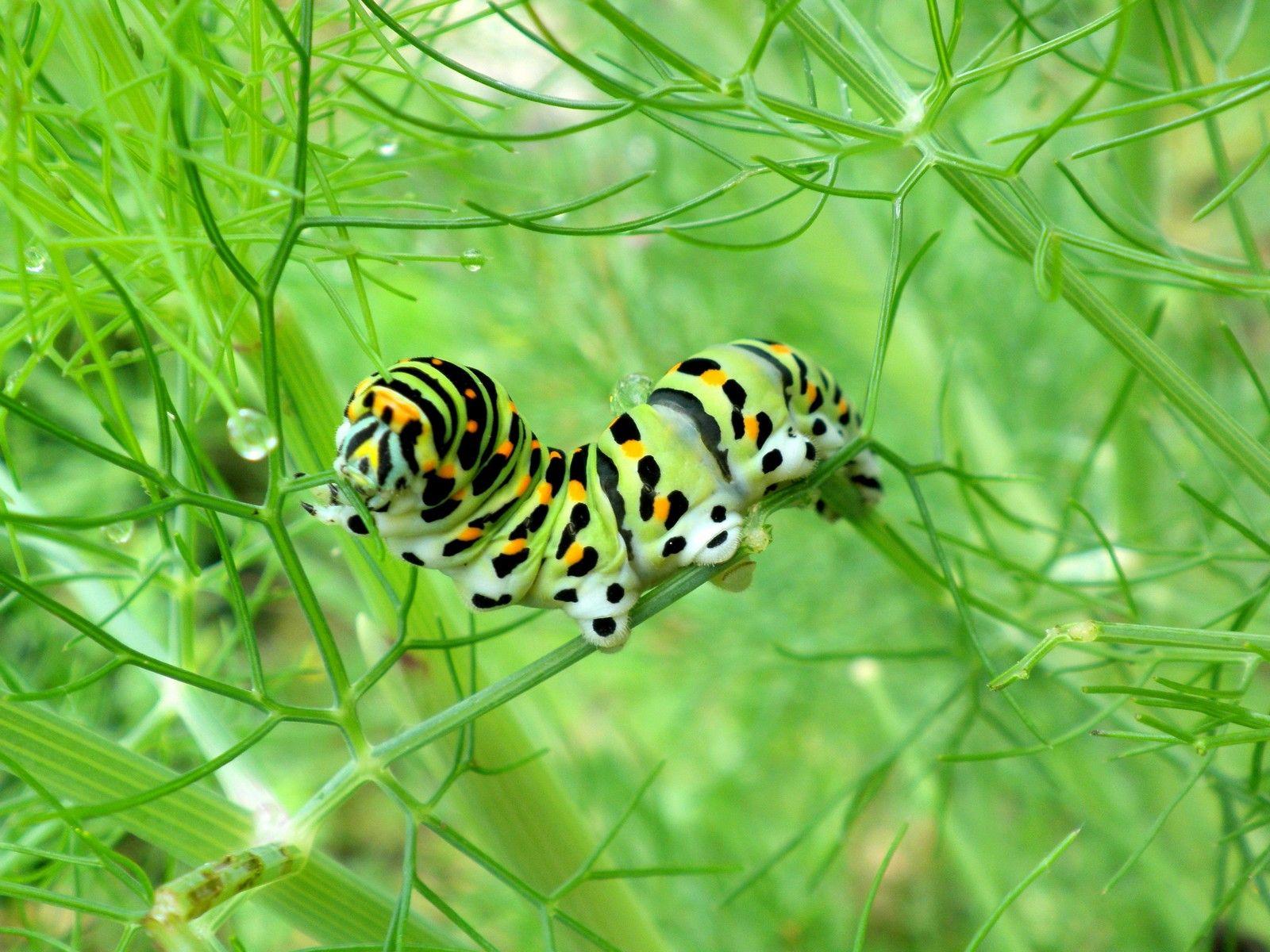 1600x1200 Picture Insects Caterpillars animal