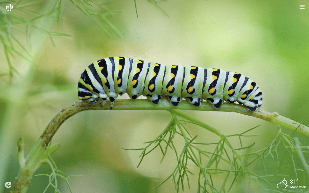 Caterpillar Insect Wallpapers - Top Free Caterpillar Insect Backgrounds