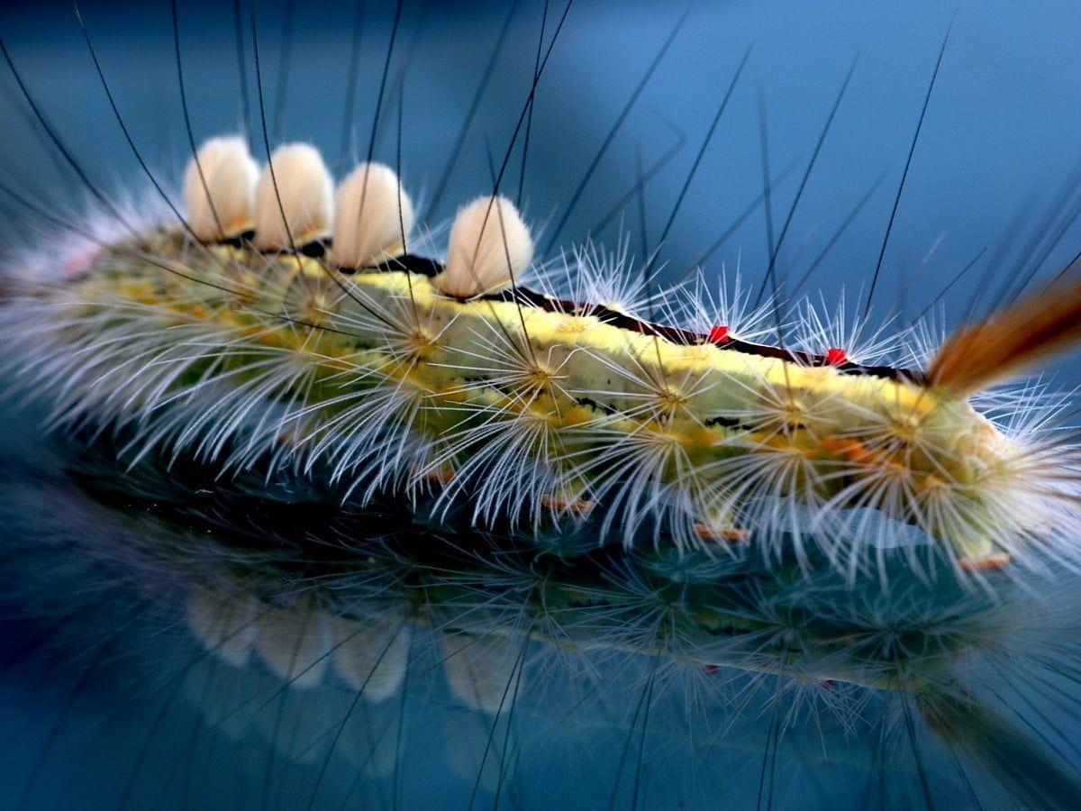 Caterpillar Insect Wallpapers - Top Free Caterpillar Insect Backgrounds