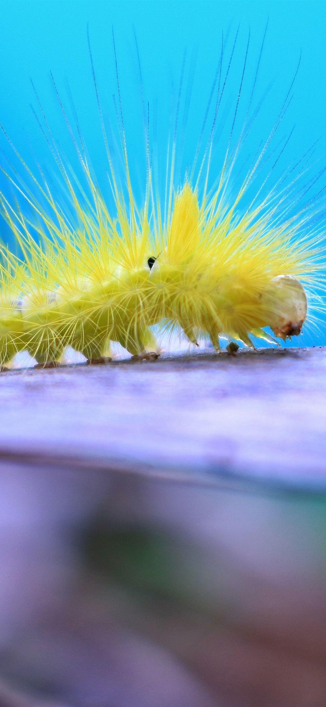 Caterpillar Insect Wallpapers - Top Free Caterpillar Insect Backgrounds