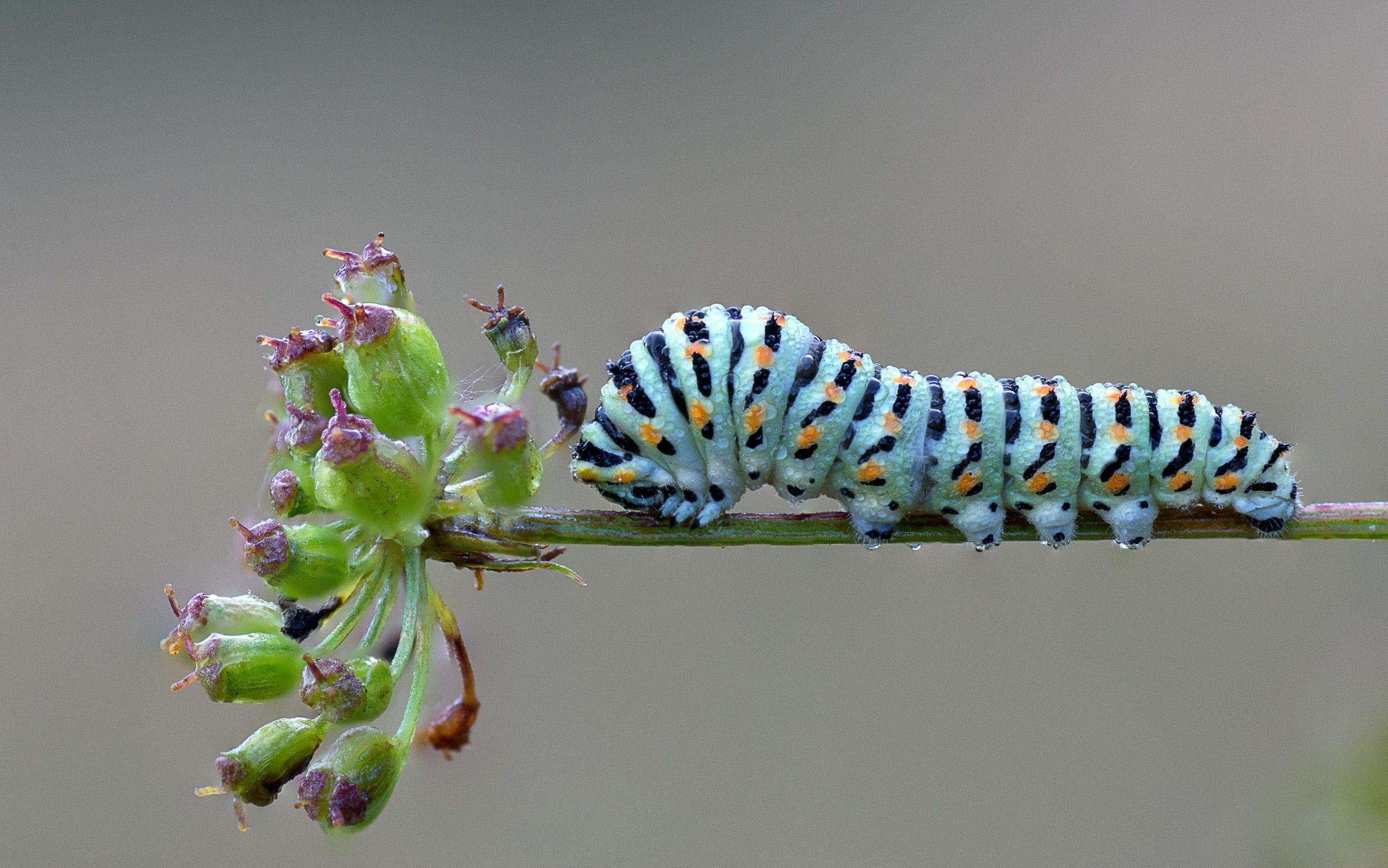 Caterpillar Insect Wallpapers - Top Free Caterpillar Insect Backgrounds