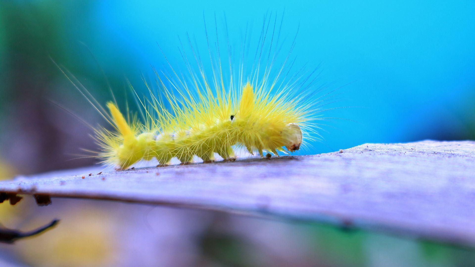 Caterpillar Insect Wallpapers - Top Free Caterpillar Insect Backgrounds