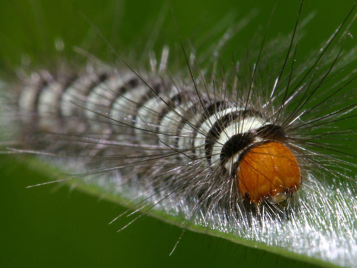 Caterpillar Insect Wallpapers - Top Free Caterpillar Insect Backgrounds