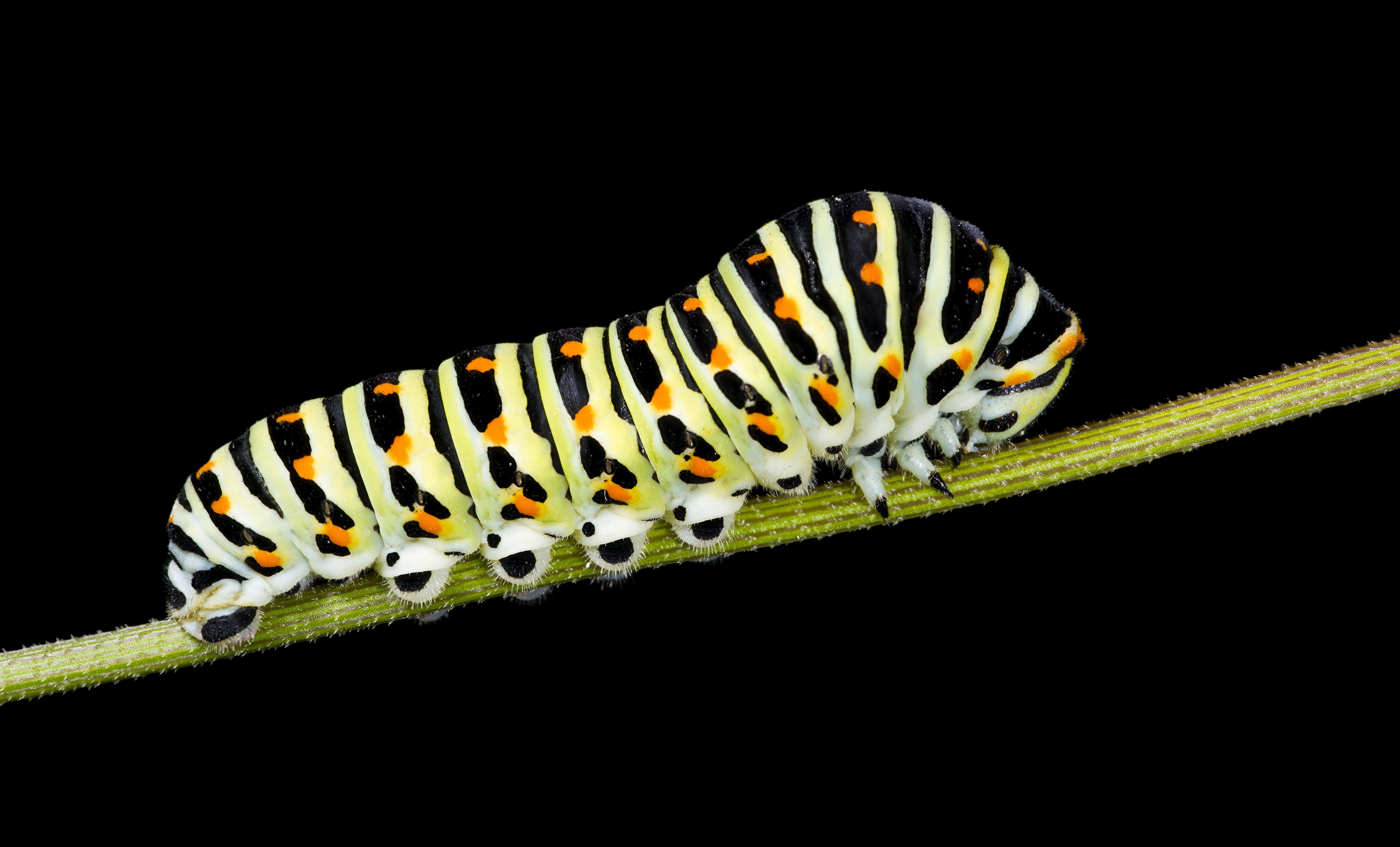 6023x3645 Caterpillar wallpaper, Animal, HQ Caterpillar pictureK Wallpaper 2019