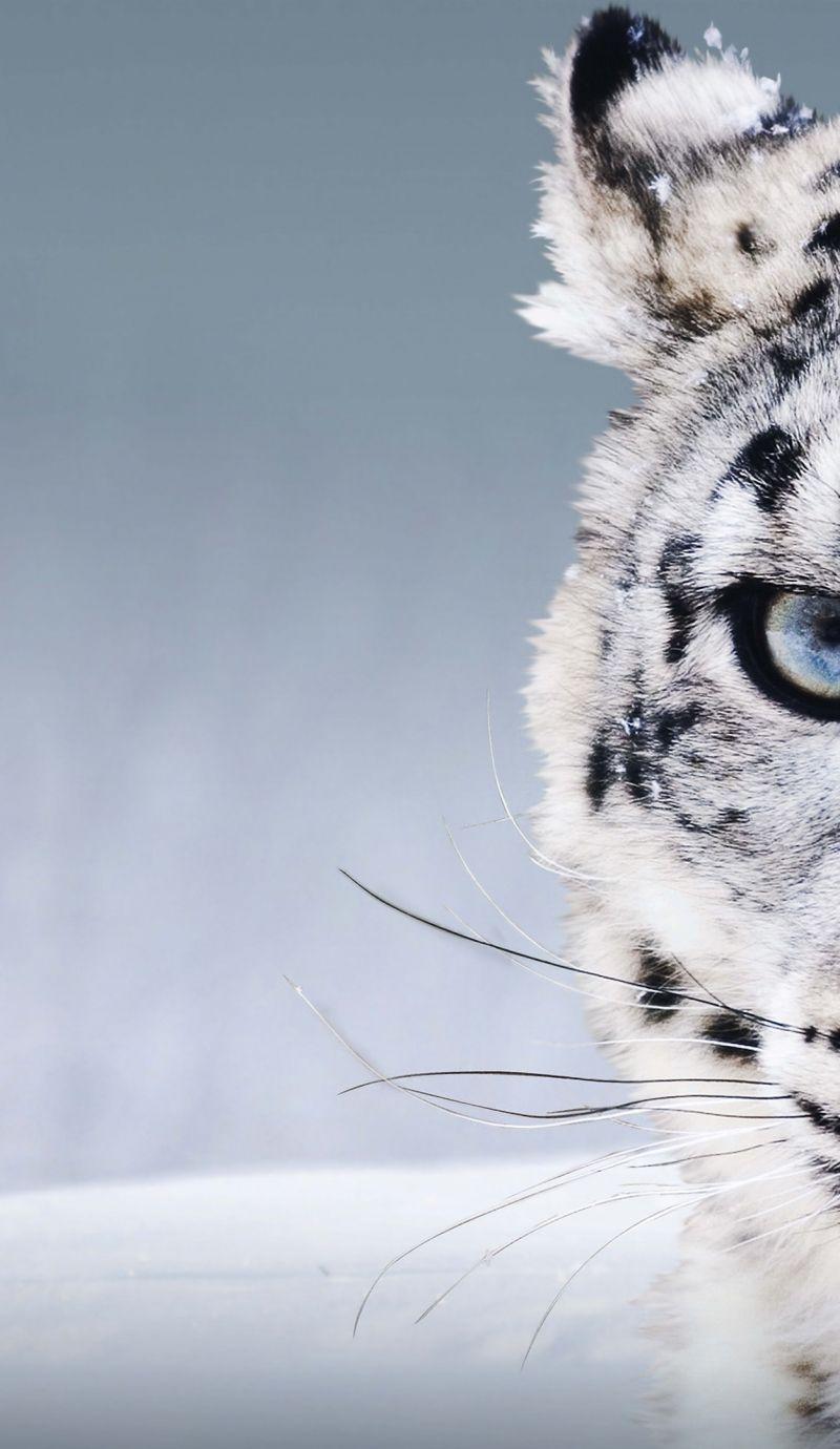Snow Leopard Iphone Wallpapers Top Free Snow Leopard Iphone Backgrounds Wallpaperaccess