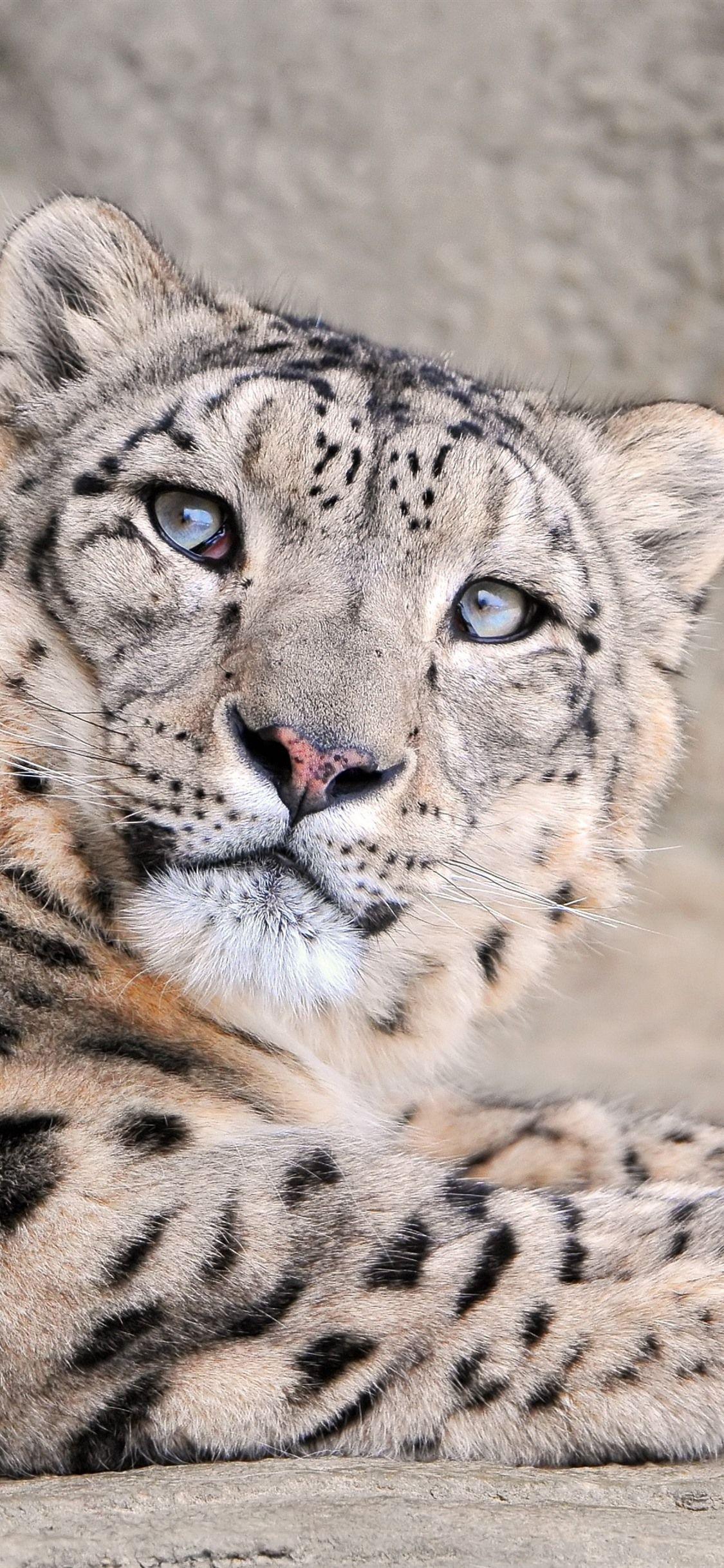 Snow Leopard iPhone Wallpapers Top Free Snow Leopard iPhone