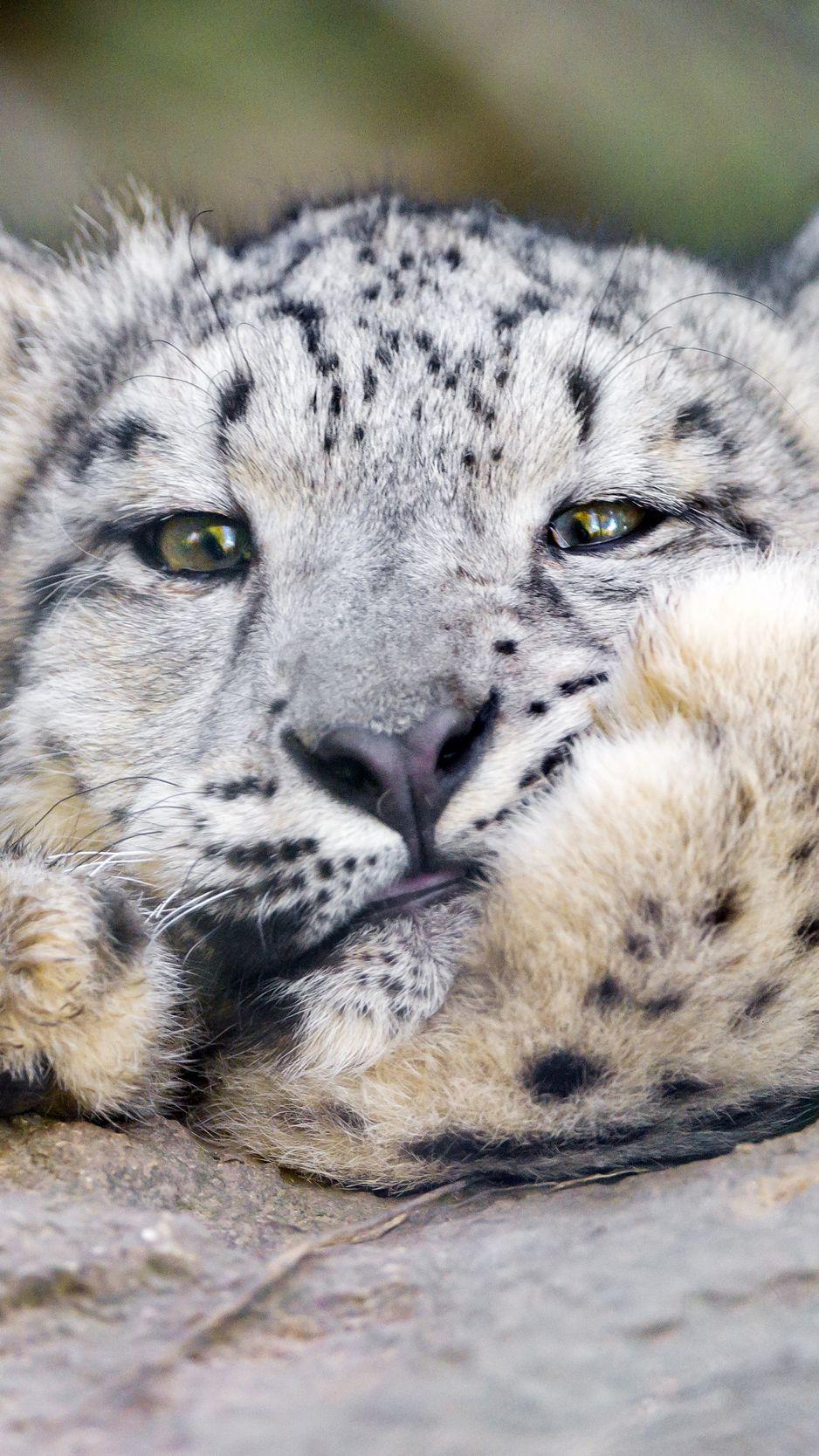 Snow Leopard iPhone Wallpapers Top Free Snow Leopard iPhone