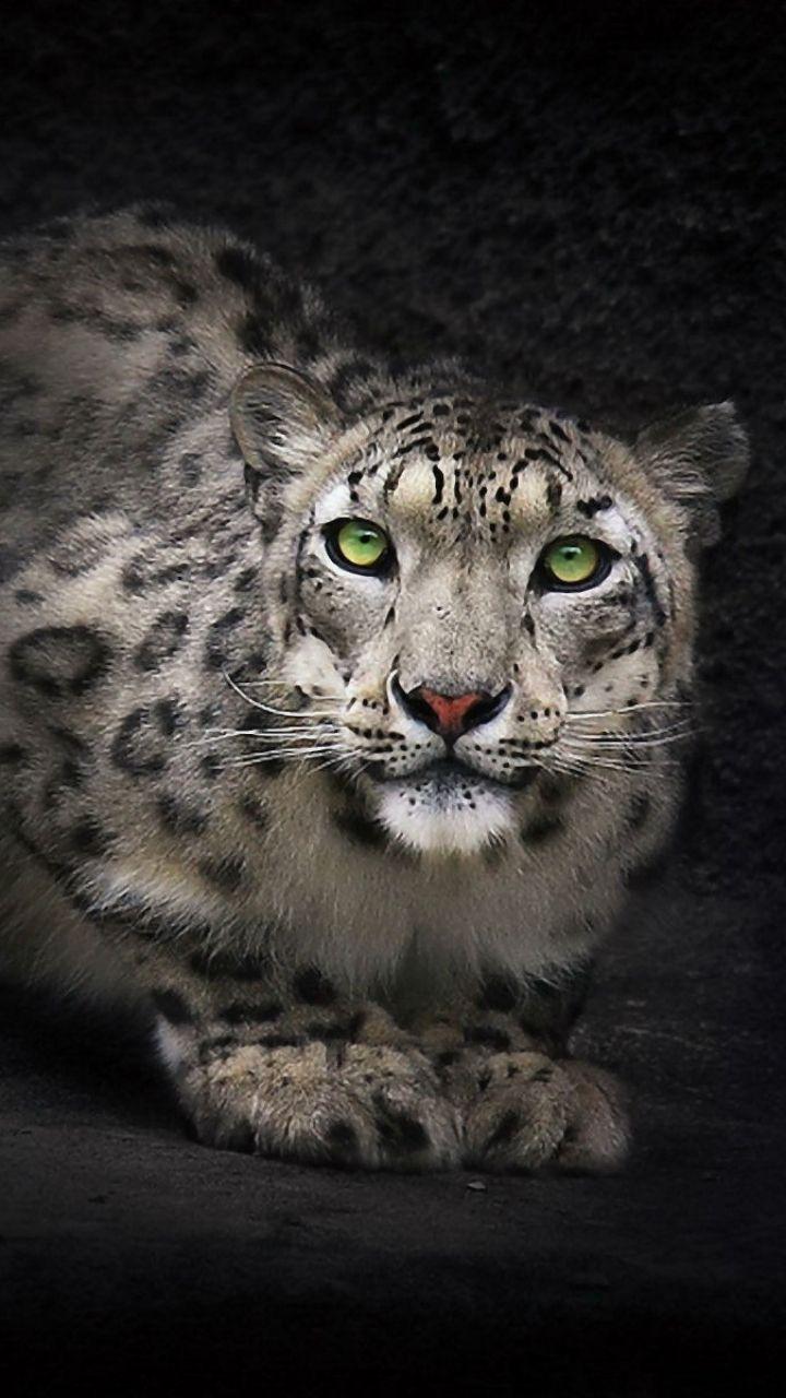 Snow Leopard iPhone Wallpapers - Top Free Snow Leopard iPhone ...