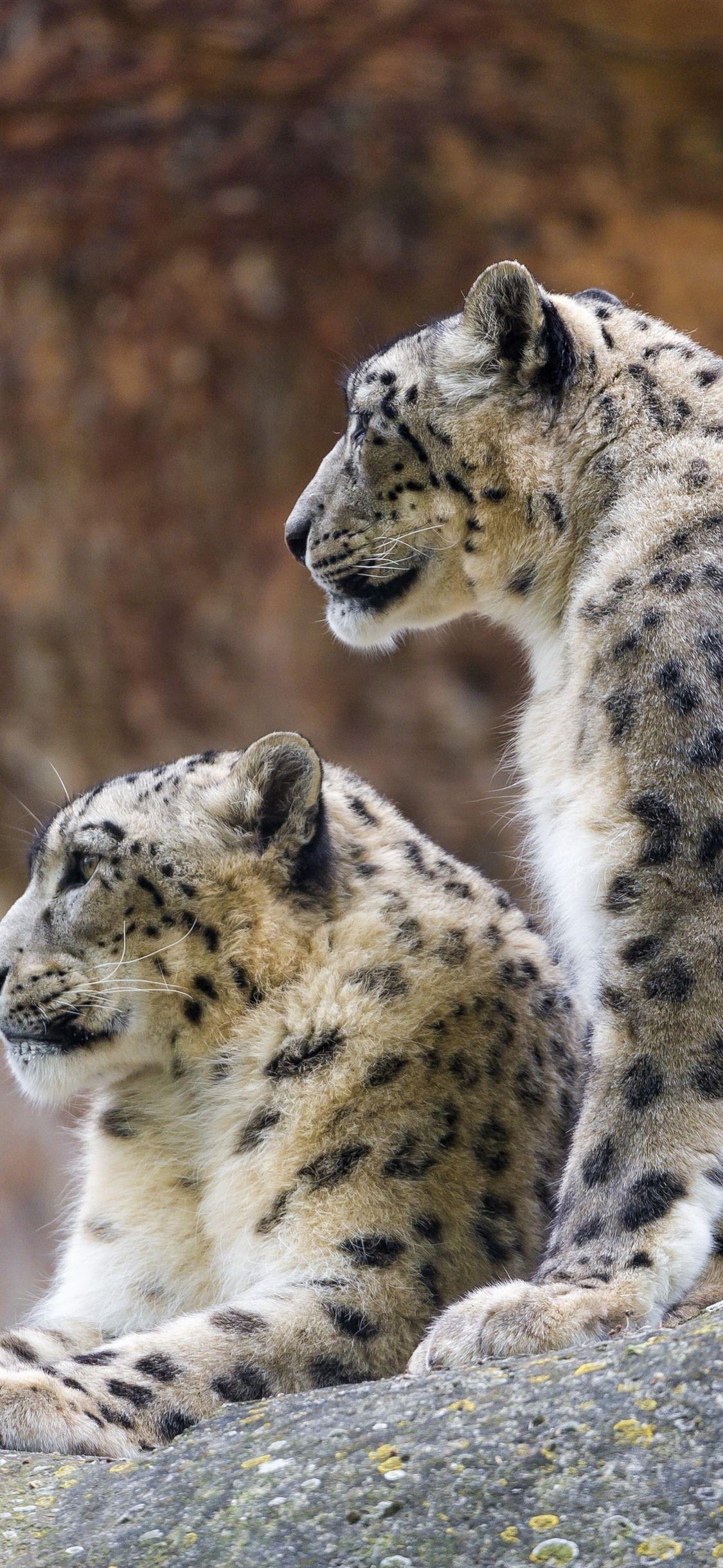 Snow Leopard iPhone Wallpapers Top Free Snow Leopard iPhone