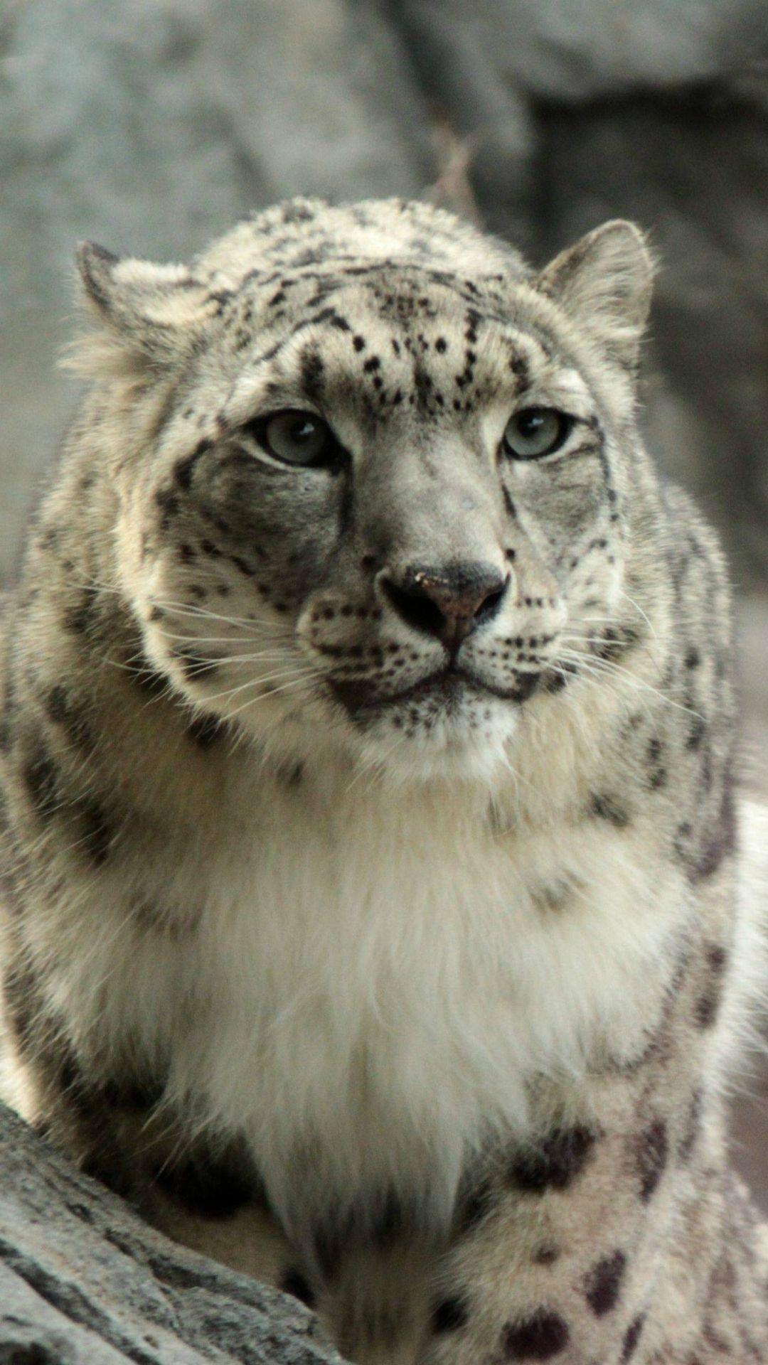 Snow Leopard iPhone Wallpapers Top Free Snow Leopard iPhone