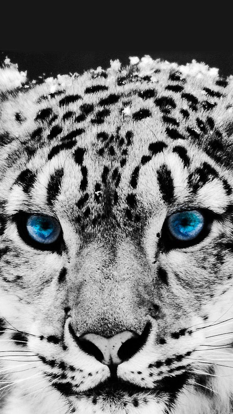 Snow Leopard iPhone Wallpapers Top Free Snow Leopard iPhone