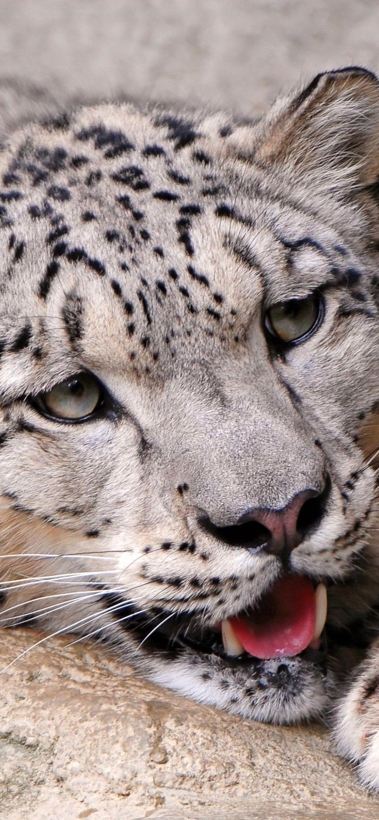 Snow Leopard iPhone Wallpapers Top Free Snow Leopard iPhone